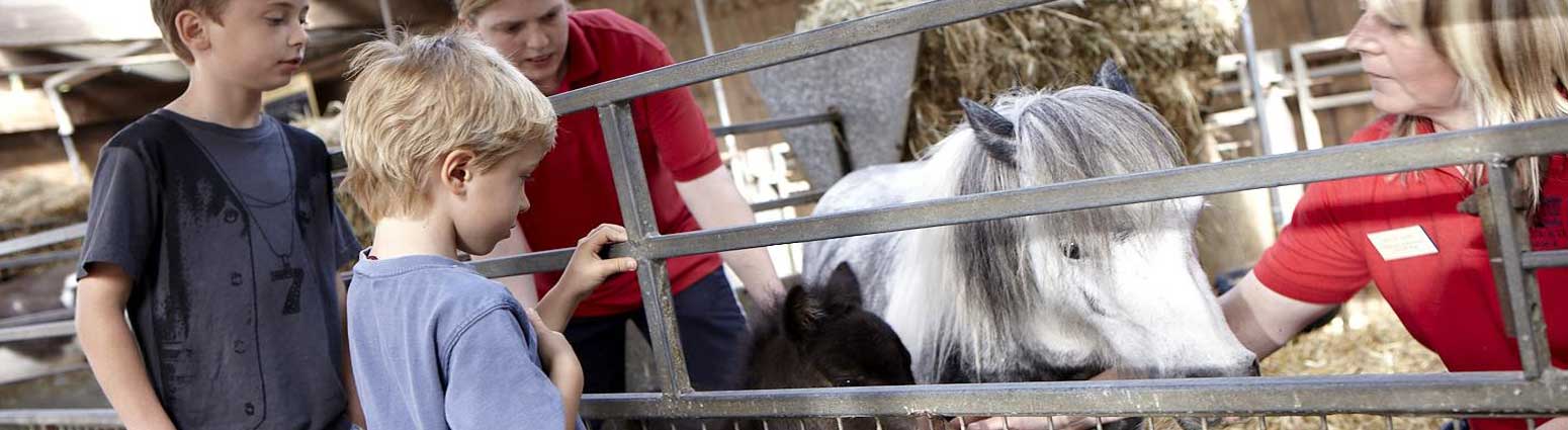 chatsworth_farmyard